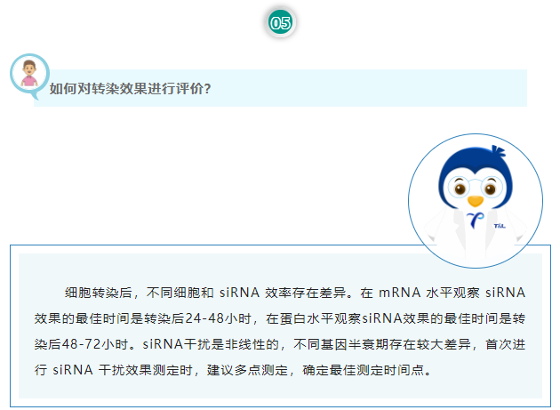 如何对转染效果进行评价？细胞转染后，不同细胞和 siRNA 效率存在差异。在 mRNA 水平观察 siRNA 效果的最佳时间是转染后24-48小时，在蛋白水平观察siRNA效果的最佳时间是转染后48-72小时。siRNA干扰是非线性的，不同基因半衰期存在较大差异，首次进行 siRNA 干扰效果测定时，建议多点测定，确定最佳测定时间点。